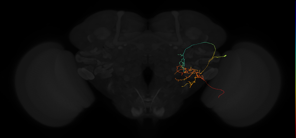 adult posterior lateral protocerebrum neuron 038