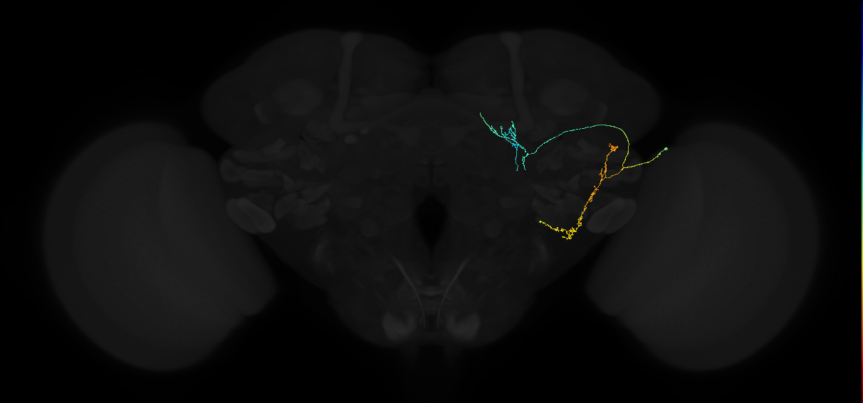 adult posterior lateral protocerebrum neuron 039
