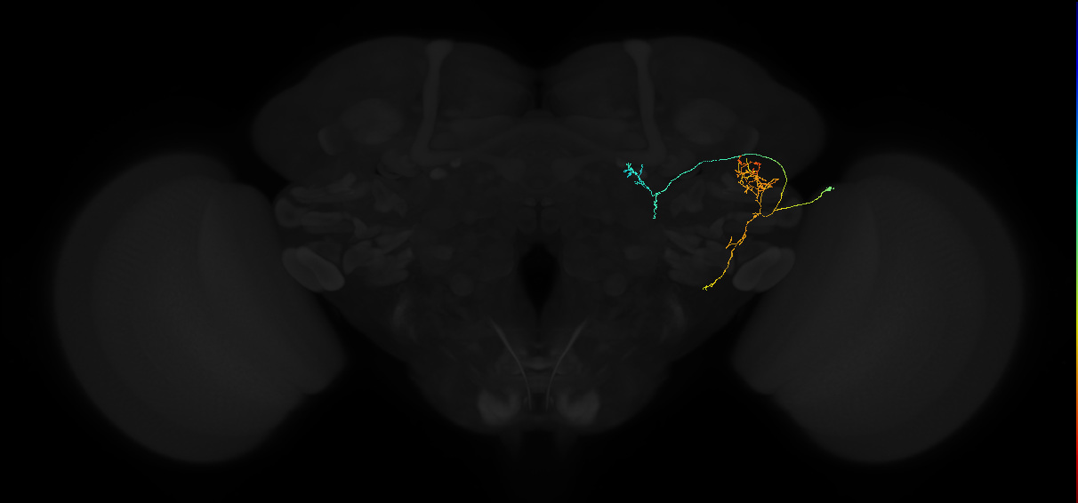 adult posterior lateral protocerebrum neuron 040