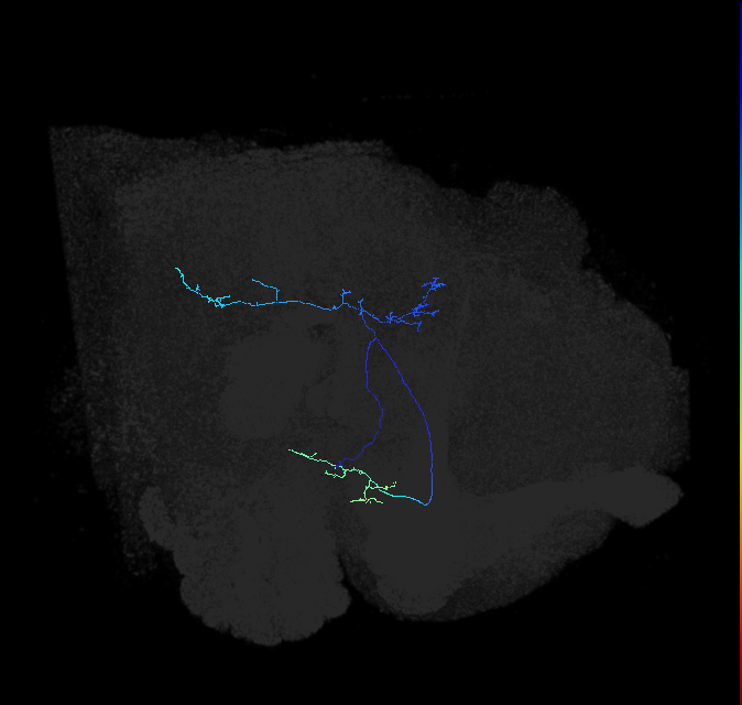 adult posterior lateral protocerebrum neuron 040
