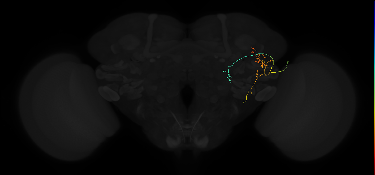 adult posterior lateral protocerebrum neuron 041