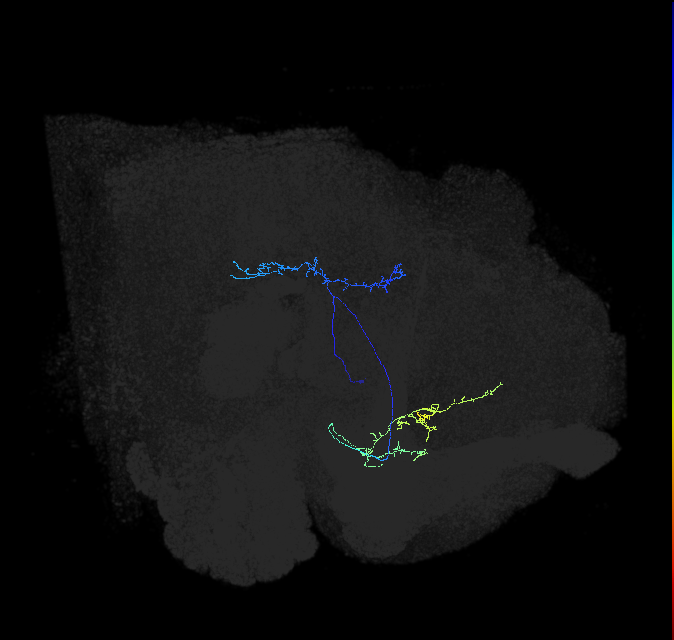 PLP042_a_R (FlyEM-HB:764122498)