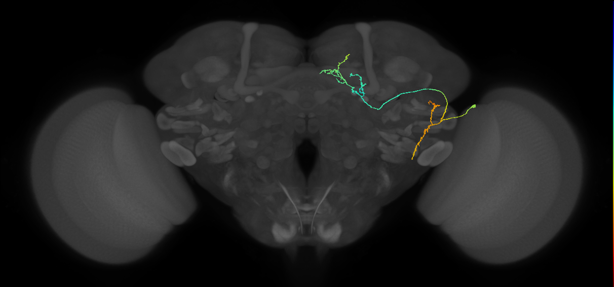 PLP042_a_R (FlyEM-HB:764122498)