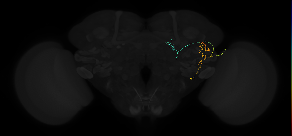 adult posterior lateral protocerebrum neuron 042
