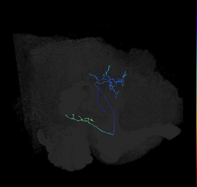 adult posterior lateral protocerebrum neuron 043
