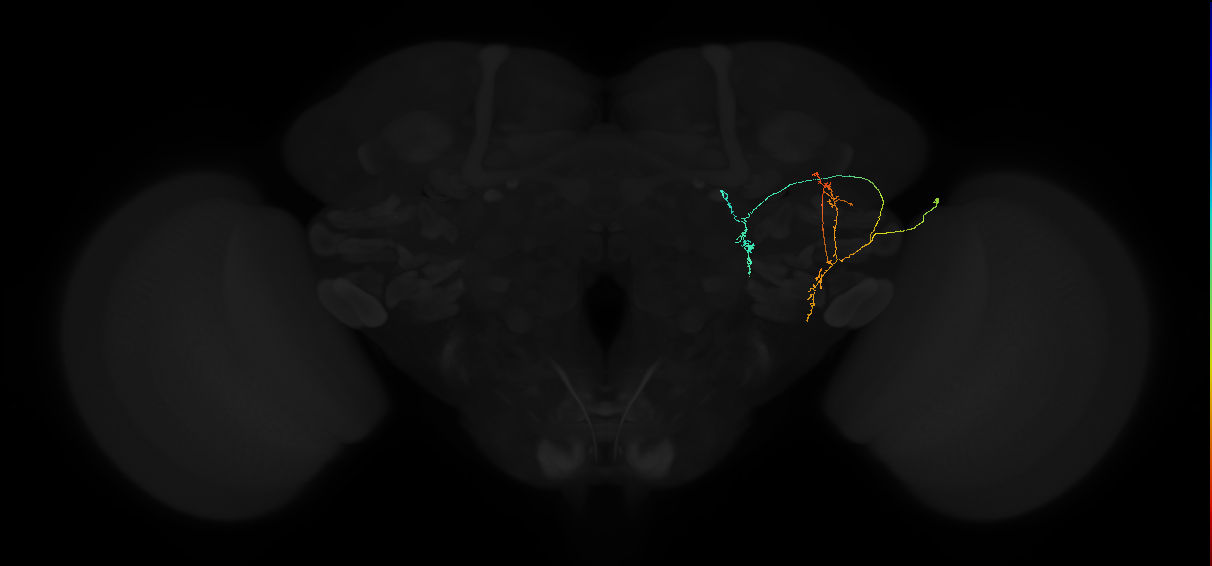 adult posterior lateral protocerebrum neuron 044