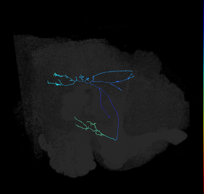 adult posterior lateral protocerebrum neuron 045