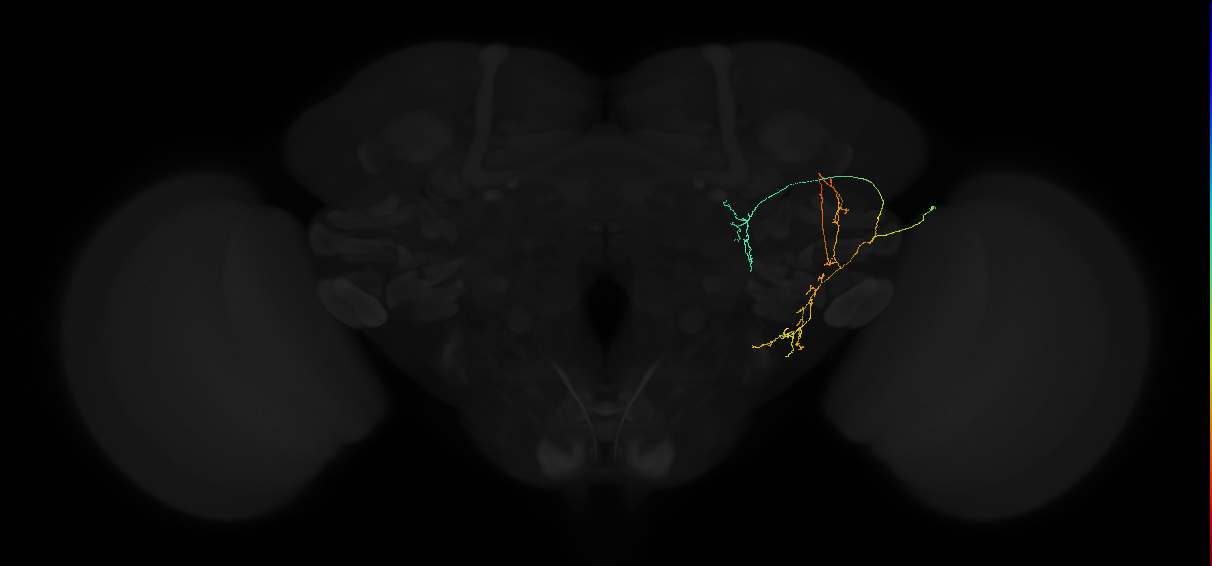 adult posterior lateral protocerebrum neuron 045