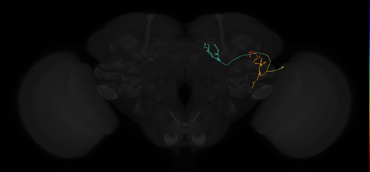 adult posterior lateral protocerebrum neuron 046