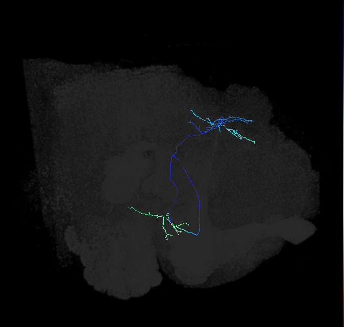 adult posterior lateral protocerebrum neuron 047