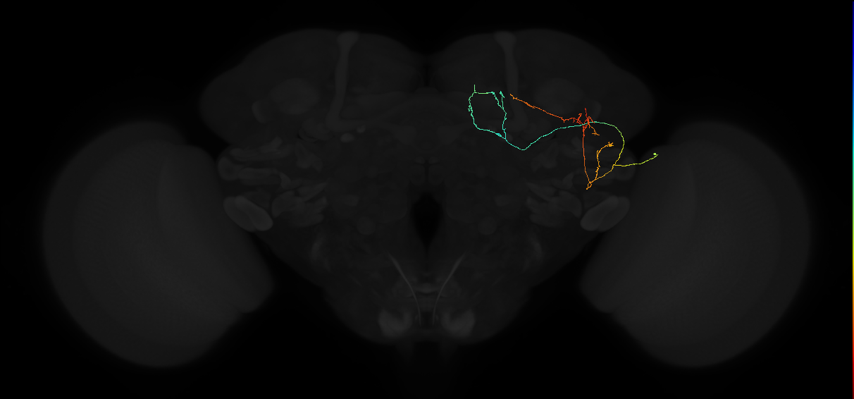 adult posterior lateral protocerebrum neuron 048