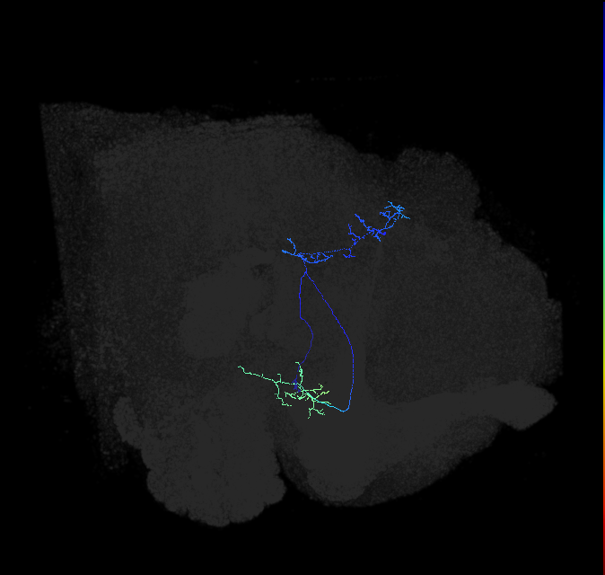 adult posterior lateral protocerebrum neuron 049
