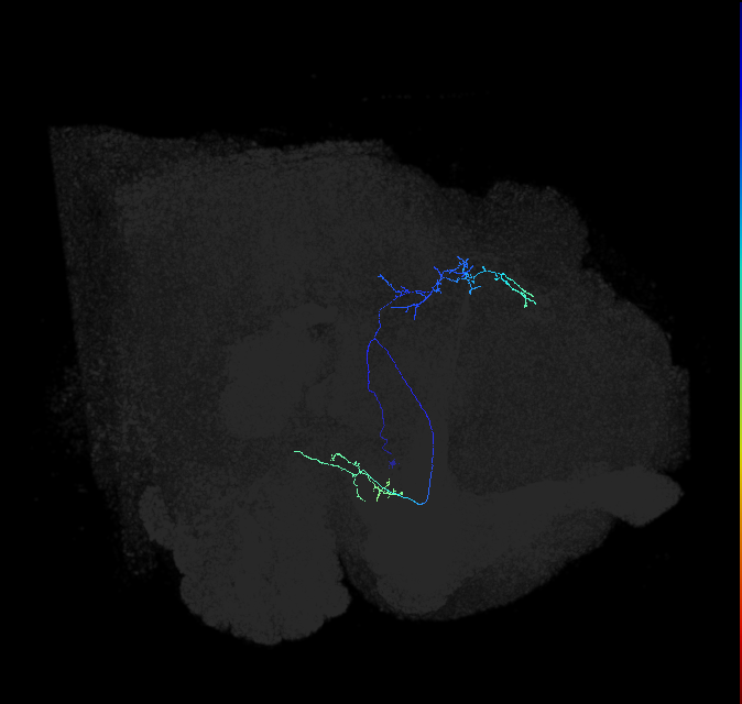 adult posterior lateral protocerebrum neuron 050