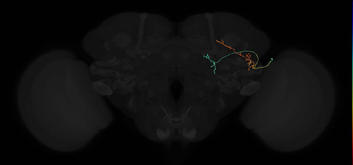 adult posterior lateral protocerebrum neuron 050