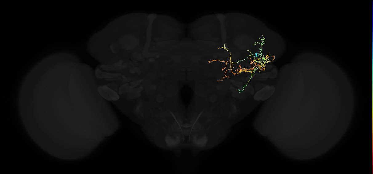 adult posterior lateral protocerebrum neuron 053
