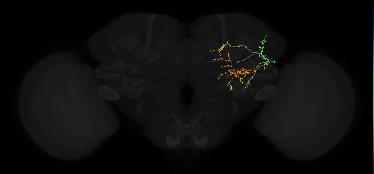 adult posterior lateral protocerebrum neuron 054
