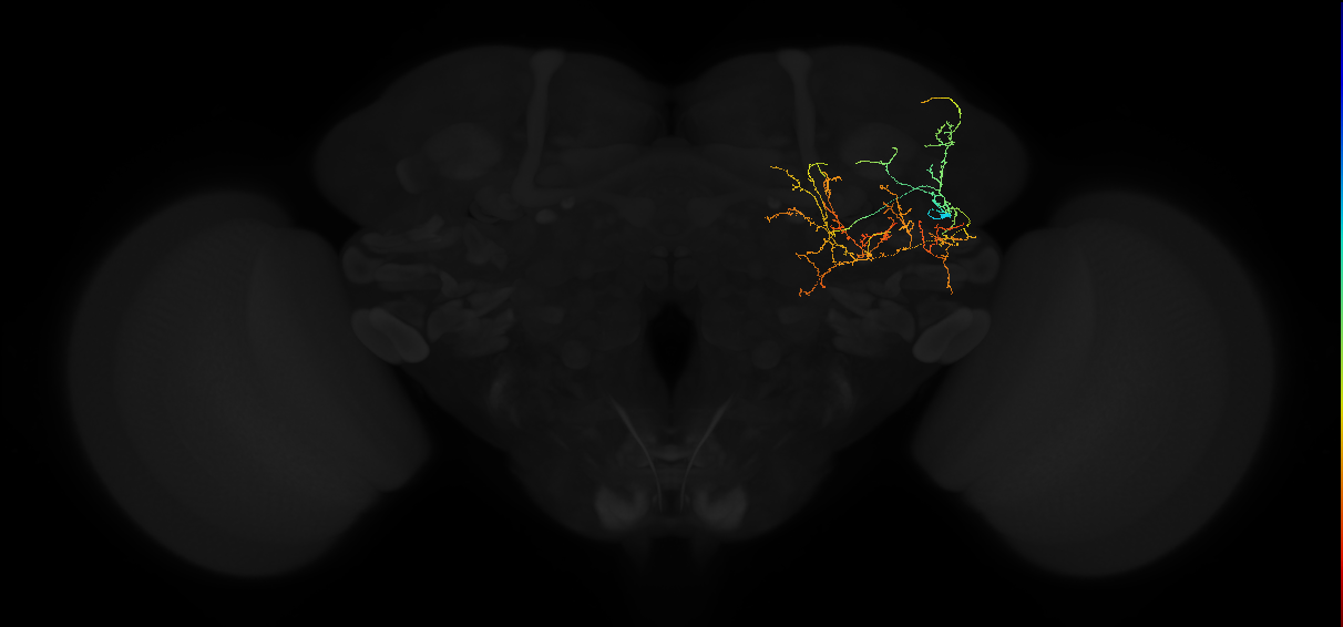 adult posterior lateral protocerebrum neuron 055