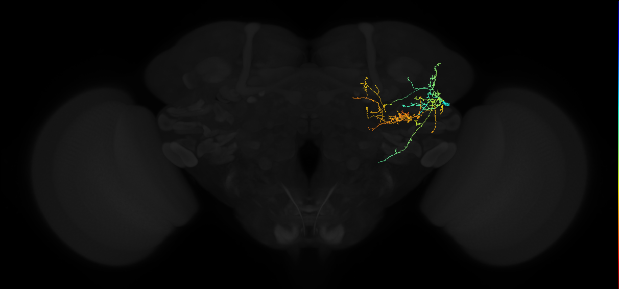 adult posterior lateral protocerebrum neuron 056