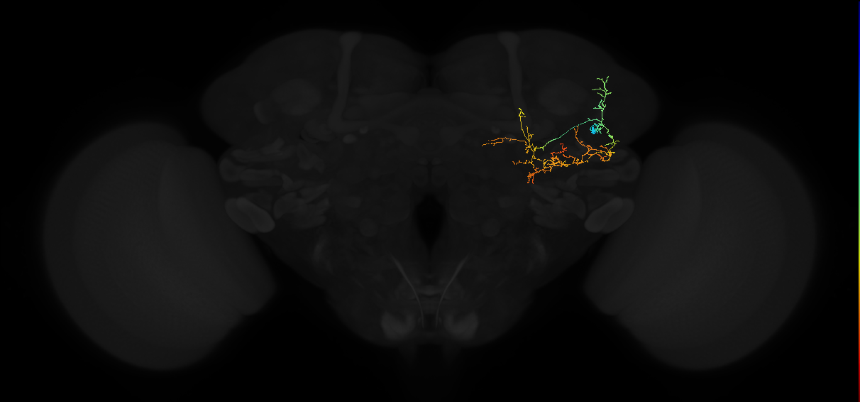 adult posterior lateral protocerebrum neuron 057