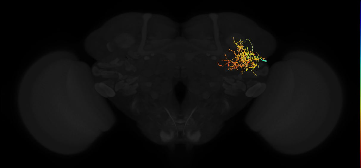 adult posterior lateral protocerebrum neuron 058