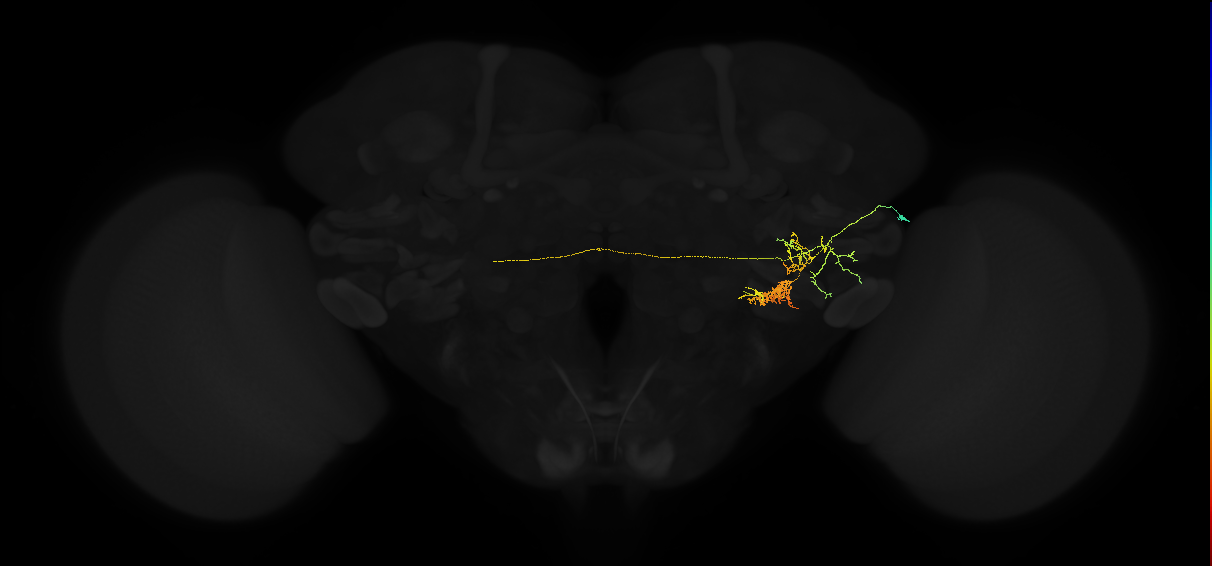 adult posterior lateral protocerebrum neuron 059