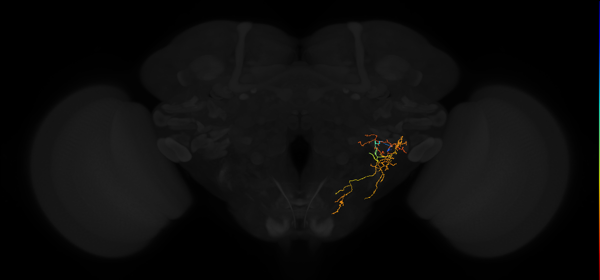 adult posterior lateral protocerebrum neuron 061