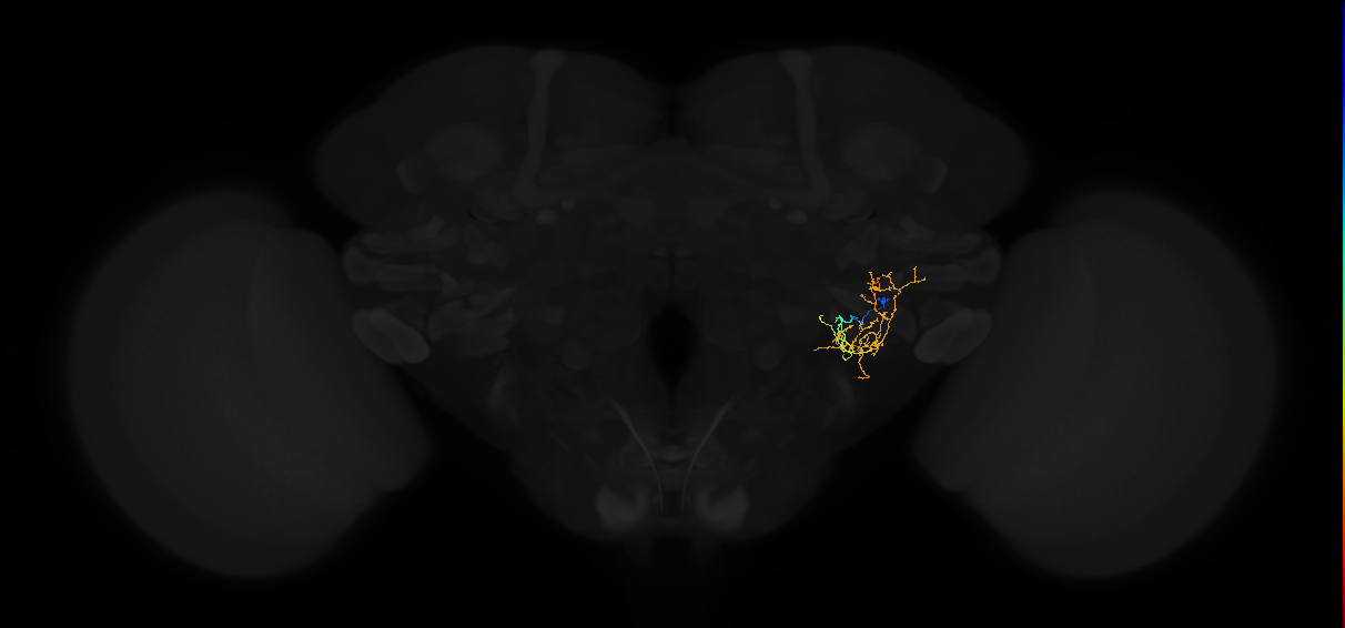 adult posterior lateral protocerebrum neuron 062