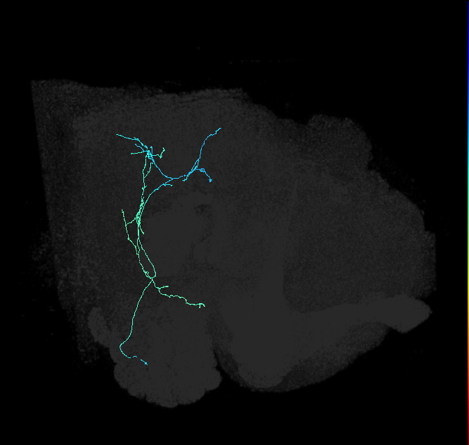 adult posterior lateral protocerebrum neuron 063
