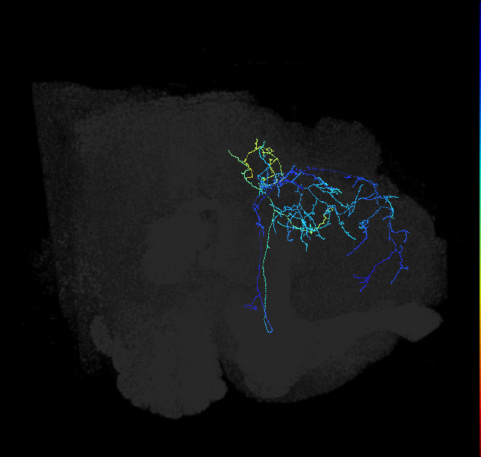 PLP064_b_R (FlyEM-HB:5901203557)