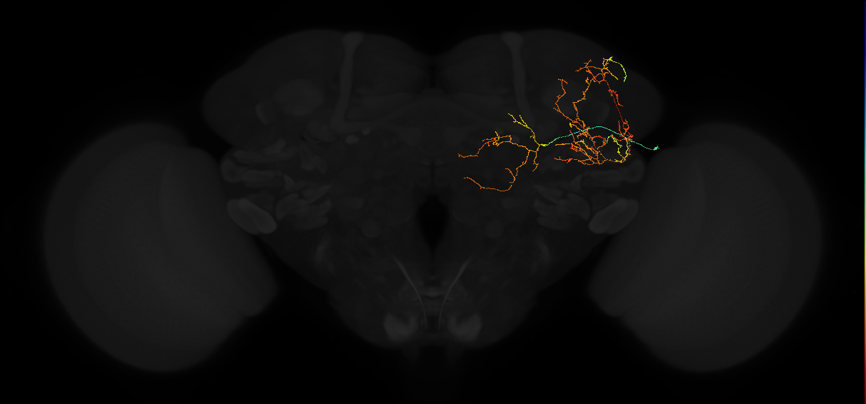 adult posterior lateral protocerebrum neuron 064