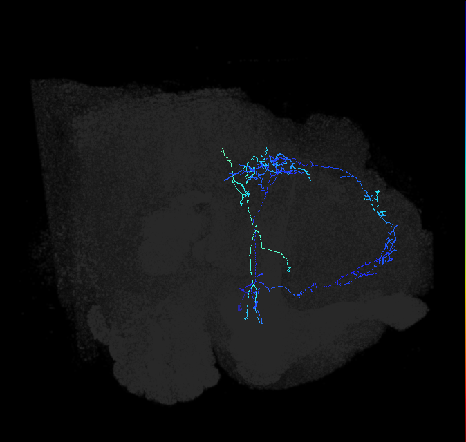 adult posterior lateral protocerebrum neuron 066