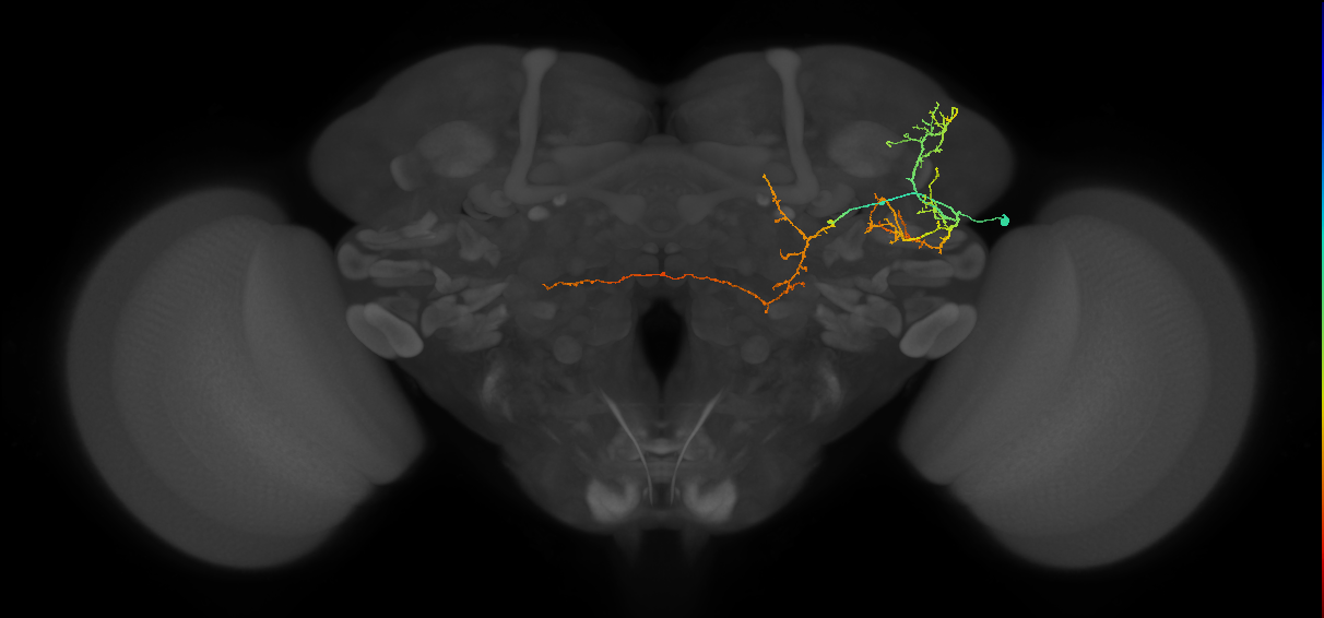 PLP067_R (FlyEM-HB:669512877)