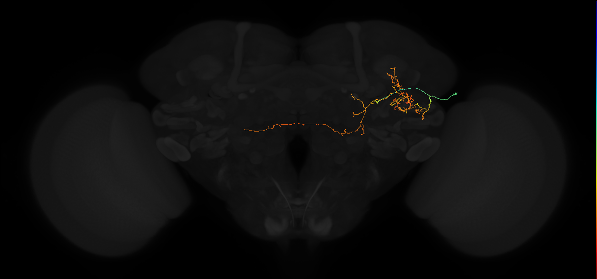 adult posterior lateral protocerebrum neuron 067