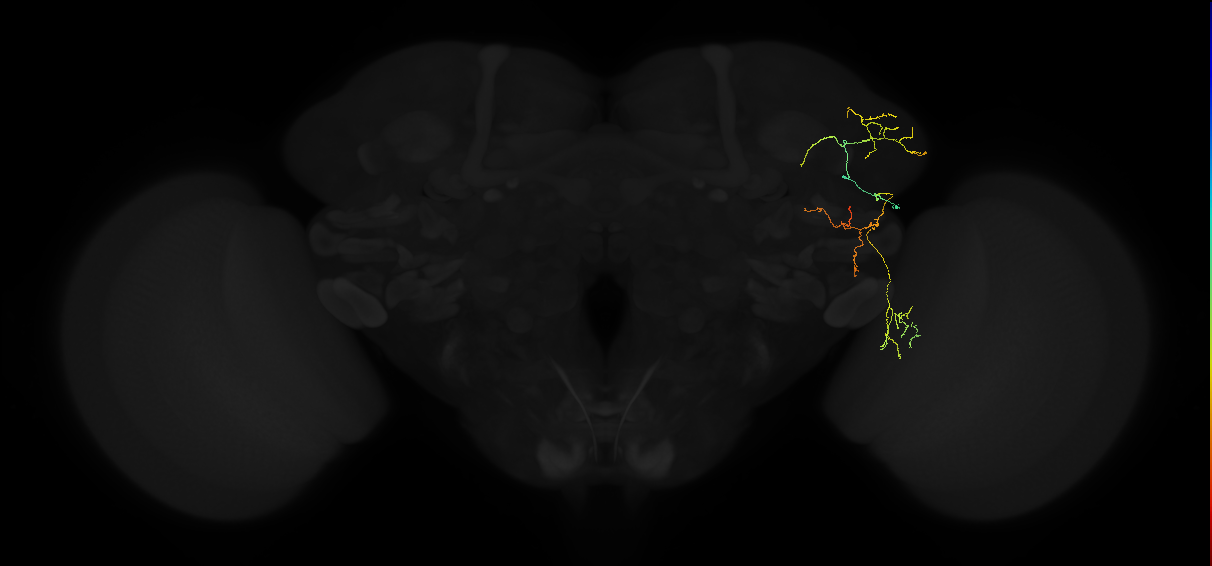 adult posterior lateral protocerebrum neuron 068