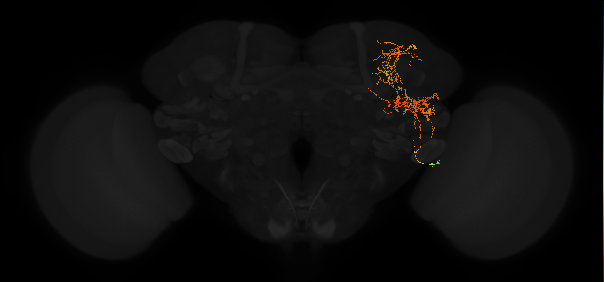 adult posterior lateral protocerebrum neuron 069