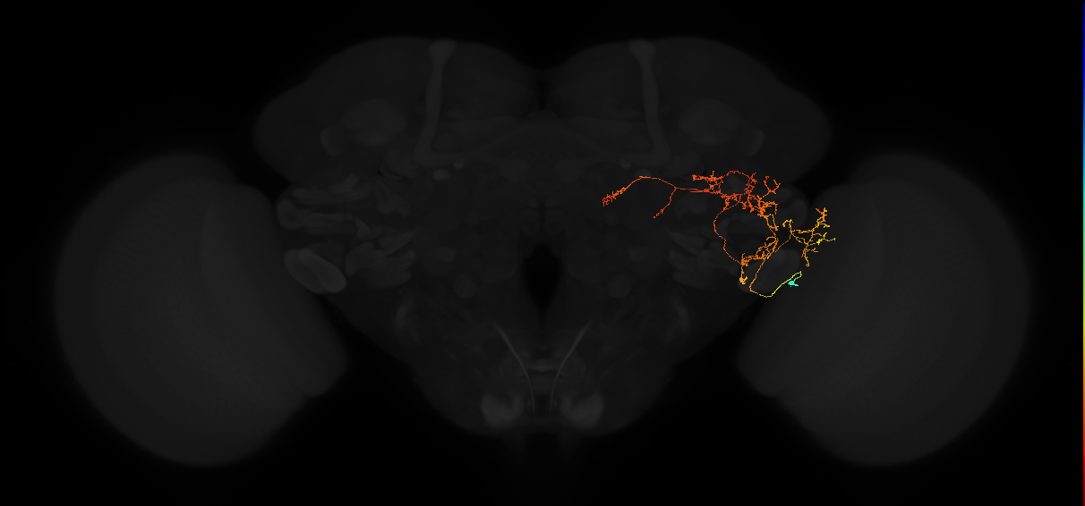 adult posterior lateral protocerebrum neuron 070