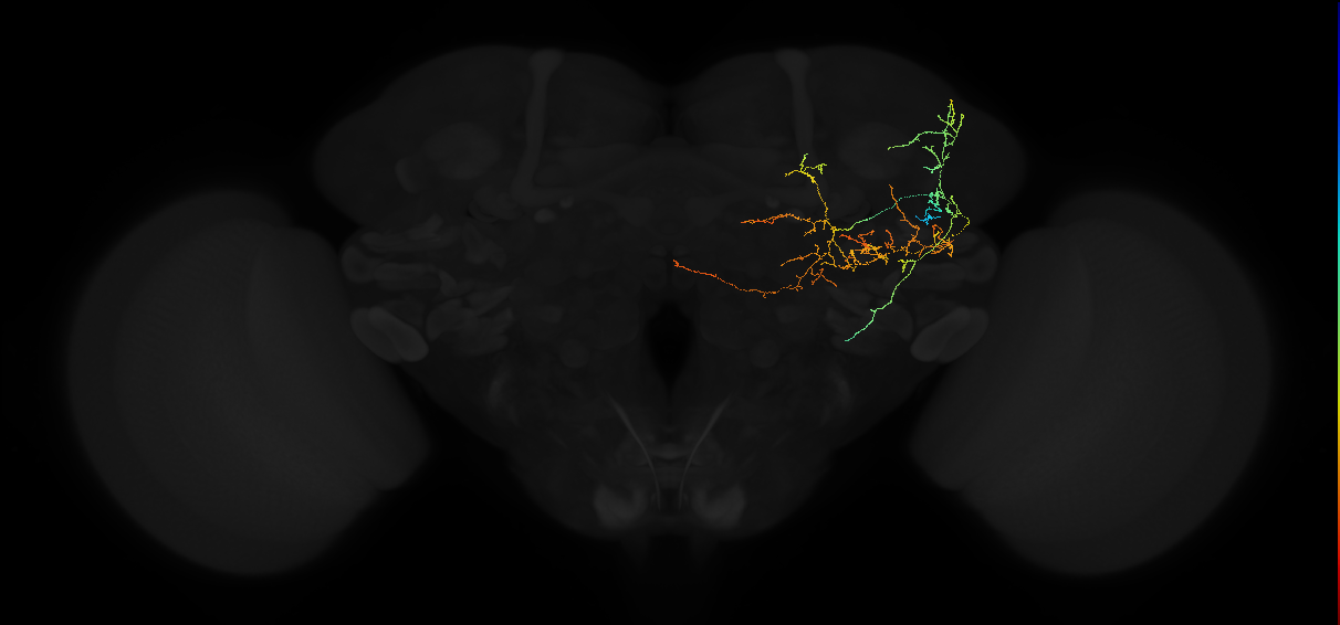 adult posterior lateral protocerebrum neuron 072