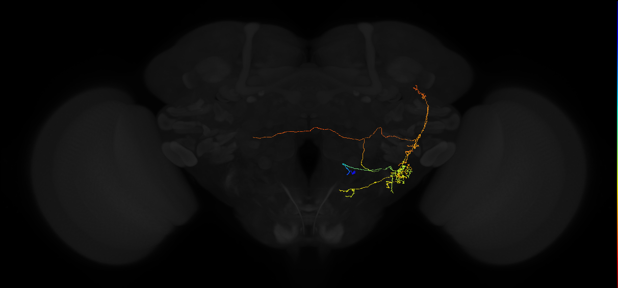 adult posterior lateral protocerebrum neuron 073