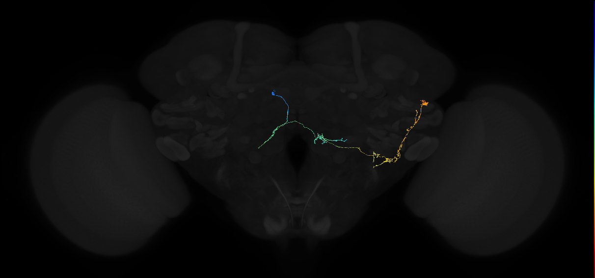 adult posterior lateral protocerebrum neuron 077