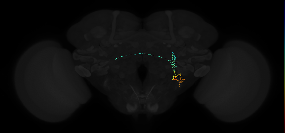 adult posterior lateral protocerebrum neuron 078