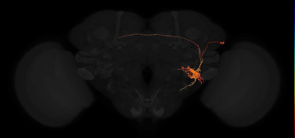 adult posterior lateral protocerebrum neuron 081