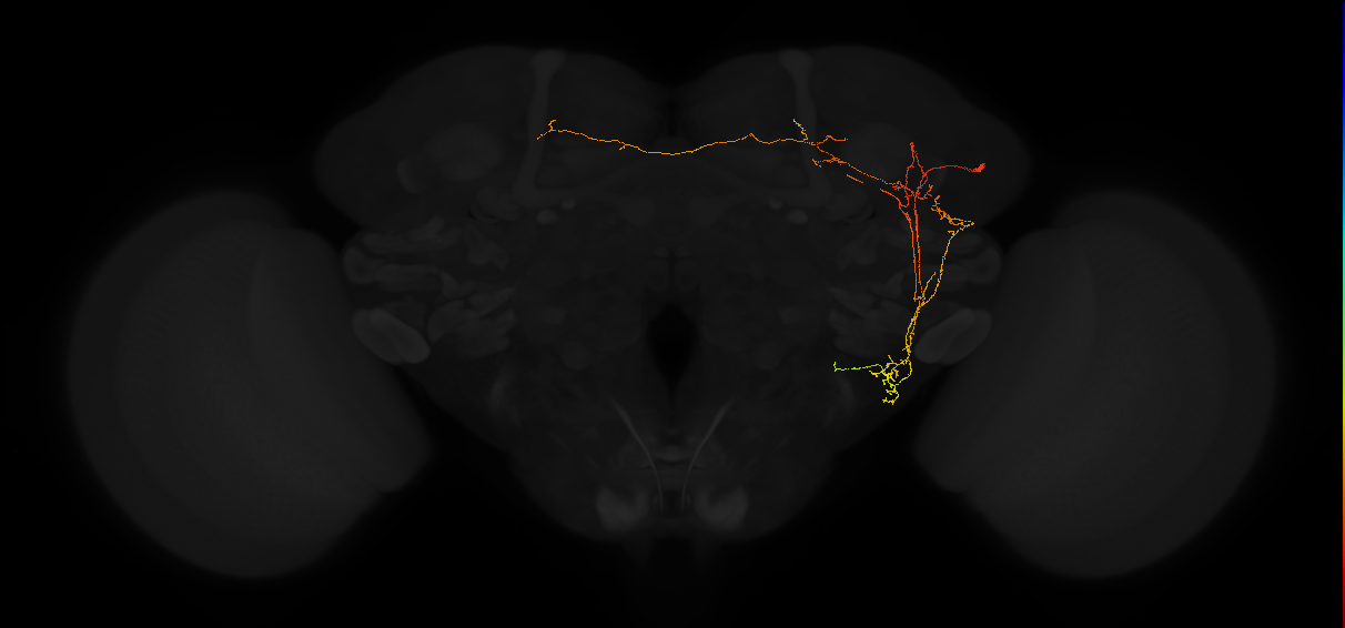 adult posterior lateral protocerebrum neuron 082
