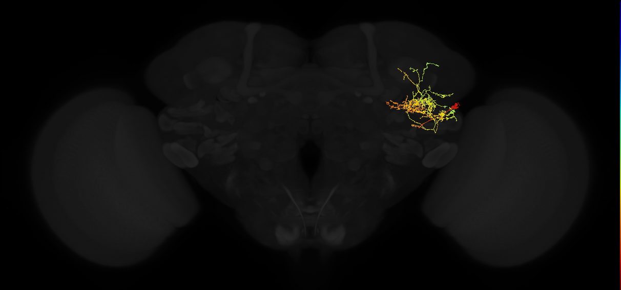 adult posterior lateral protocerebrum neuron 084