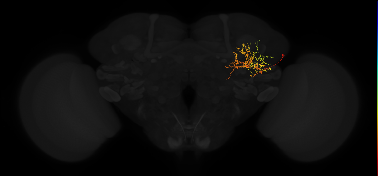 adult posterior lateral protocerebrum neuron 085