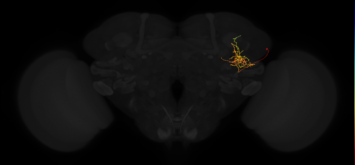 adult posterior lateral protocerebrum neuron 086
