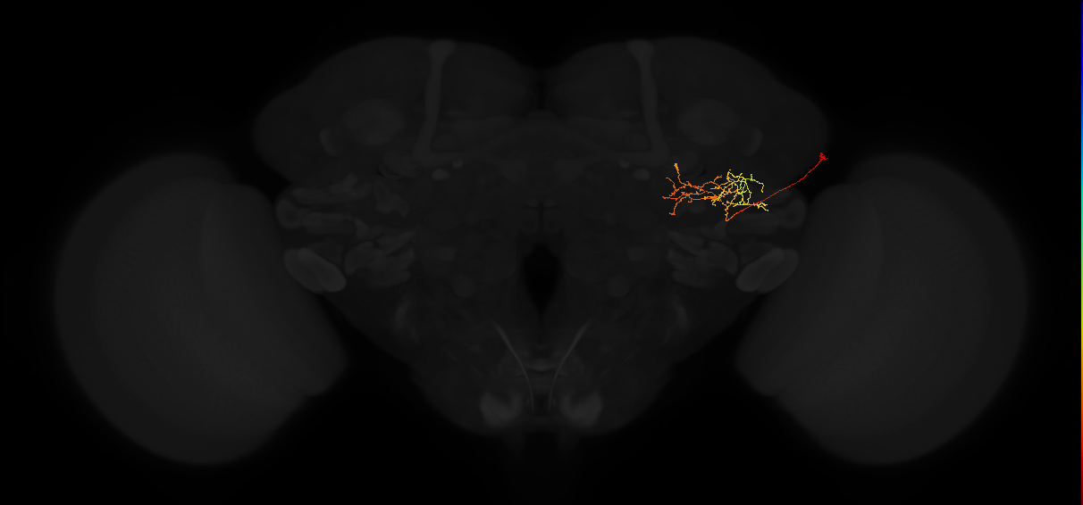 adult posterior lateral protocerebrum neuron 087