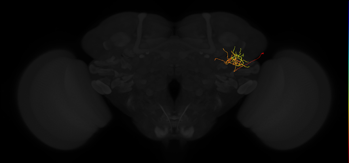 adult posterior lateral protocerebrum neuron 087