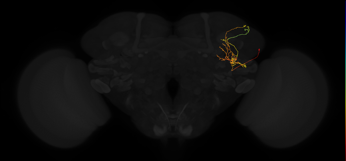 adult posterior lateral protocerebrum neuron 089