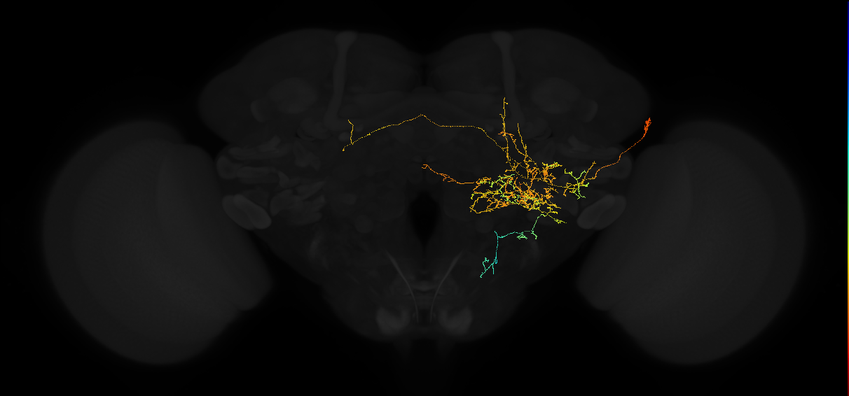 adult posterior lateral protocerebrum neuron 093