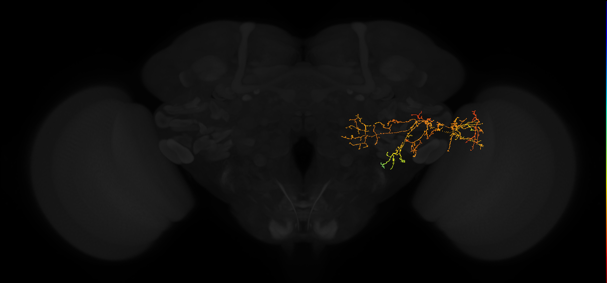 adult posterior lateral protocerebrum neuron 098
